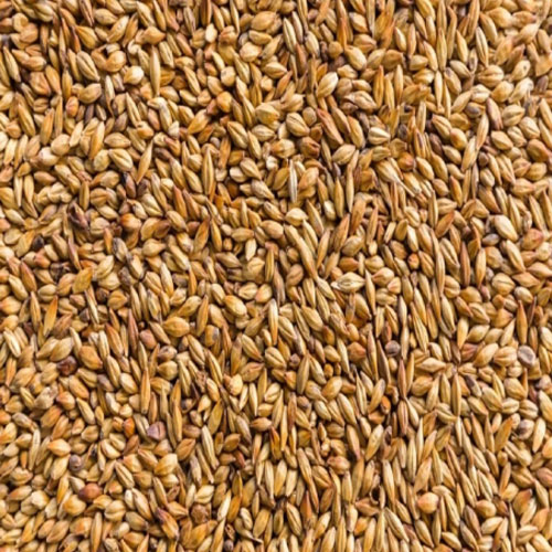 Barley (Jau)