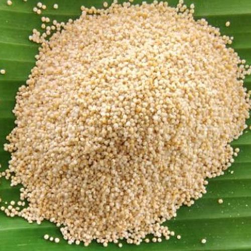 Barnyard Millet