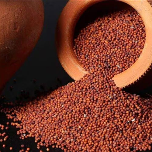 Finger Millet (Ragi)