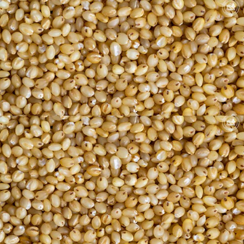 Foxtail Millet