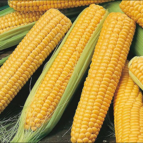 Maize / Corn (Makka)