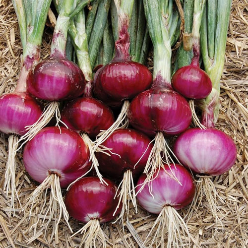Onion (Nasik)