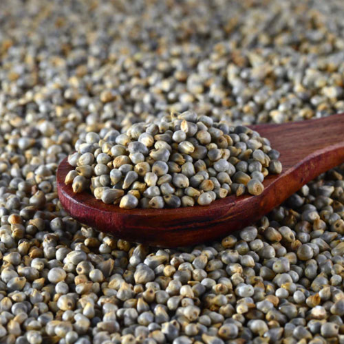 Pearl Millet (Bajra)