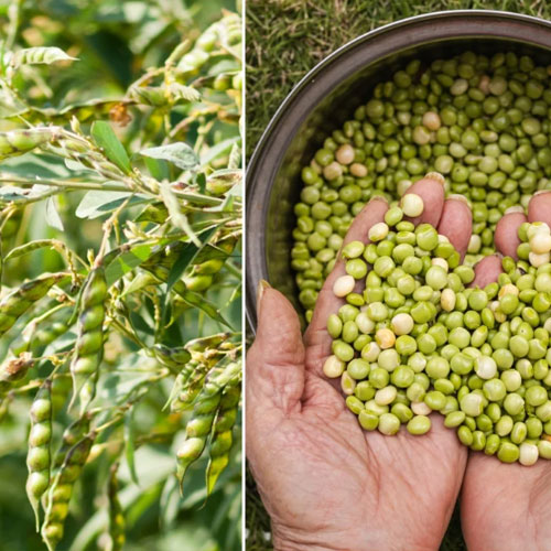Pigeon Peas