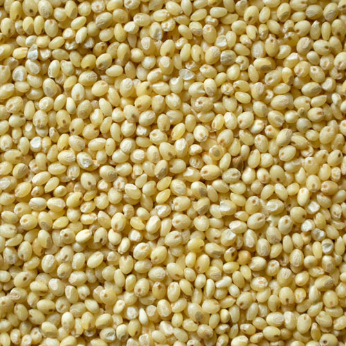 Proso Millet