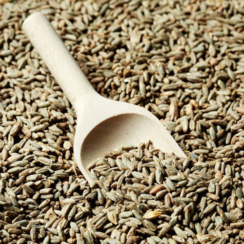 Rye