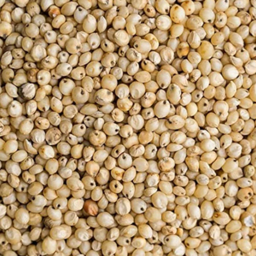 Sorghum (Jowar)